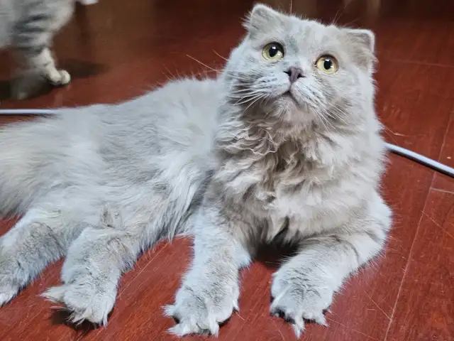 Шотландский длинношерстый вислоухий котик, Душанбе - 4