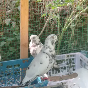 Кабк, Вахш