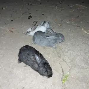 Кролик, Душанбе