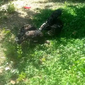 Домашние индюки, Душанбе