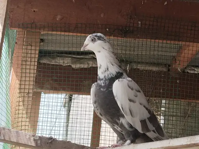 Кафтар, Гиссар