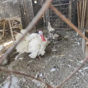 Индюк, Канибадам