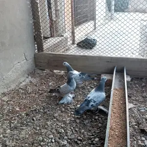 Кабутар, Хуҷанд