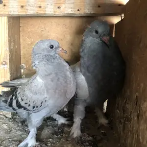 Кафтар, Душанбе