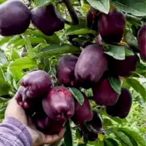 Себи амеркански крепсон, Худжанд