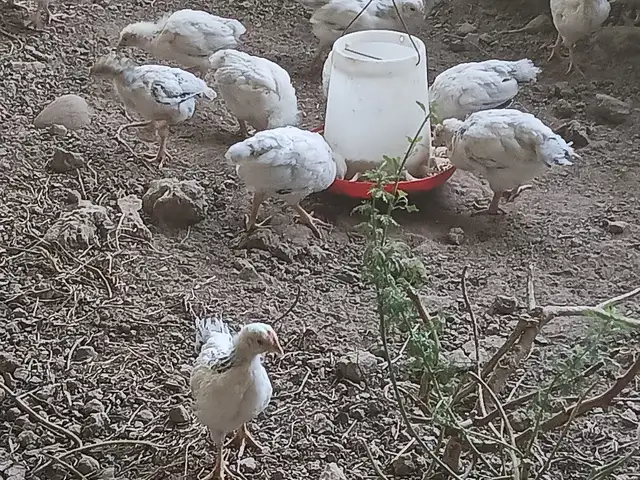 Чуҷаҳои рябушка, Ҳисор