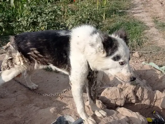 Собака, Турсунзода