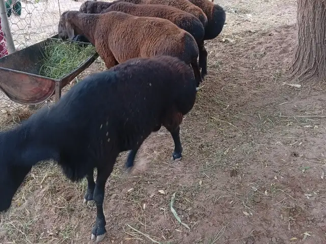 Кушкор, Файзобод