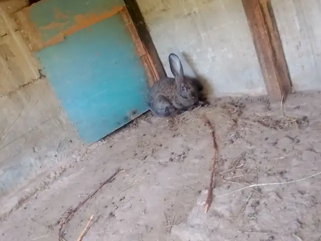 Харгуш, Пенджикент