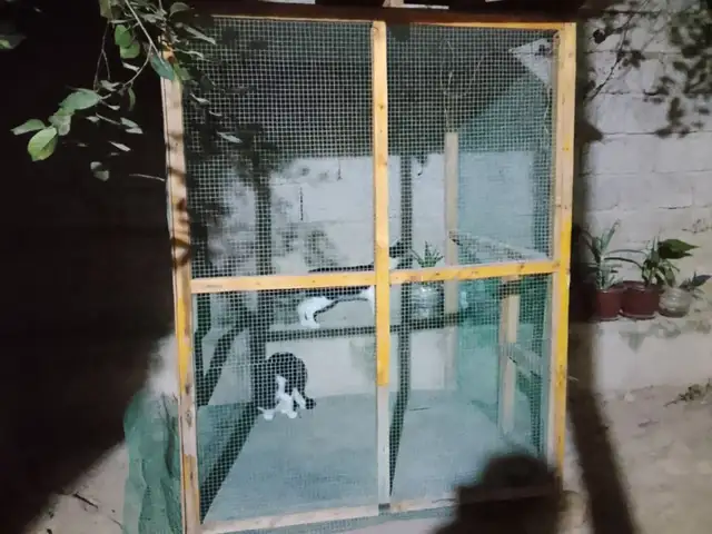 Клетка, Душанбе