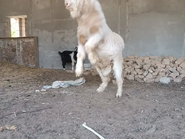 Бузи калон, Кӯлоб