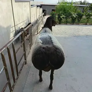 Кучкор, Шахринав