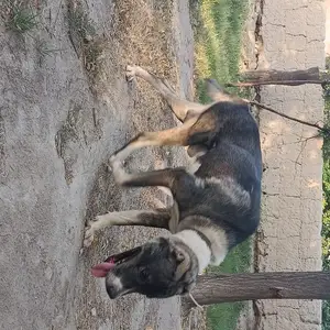 Алабай, Канибадам