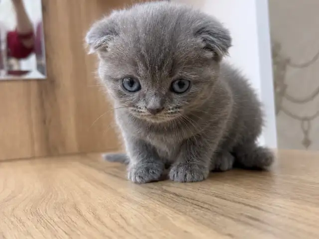 Шотландские вислоухие котята, Душанбе - 4