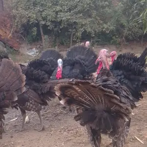 Индюки, Худжанд