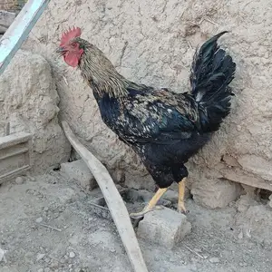 Хурӯс, Зафарабад