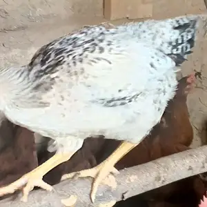 Хурус Рябушка, Шаҳринав