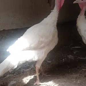 Индюк биг 6, Худжанд