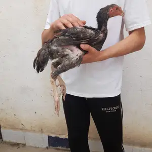 Хуруз чӯҷаи дакан, Худжанд