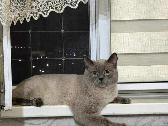 Кот на вязку, Душанбе