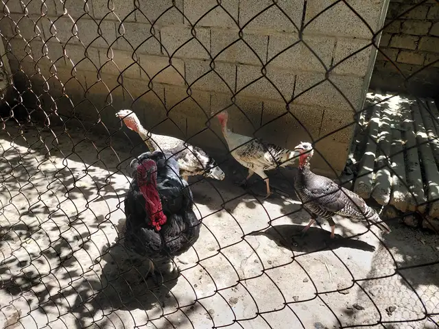 Индюк, Ҳисор