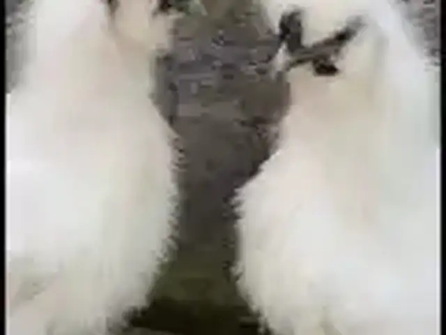 Мурги япончи шелковый, Конибодом
