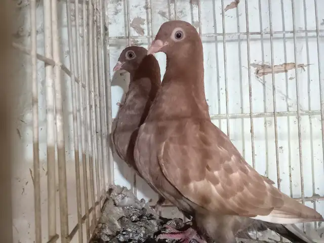 Голубь, Вахш