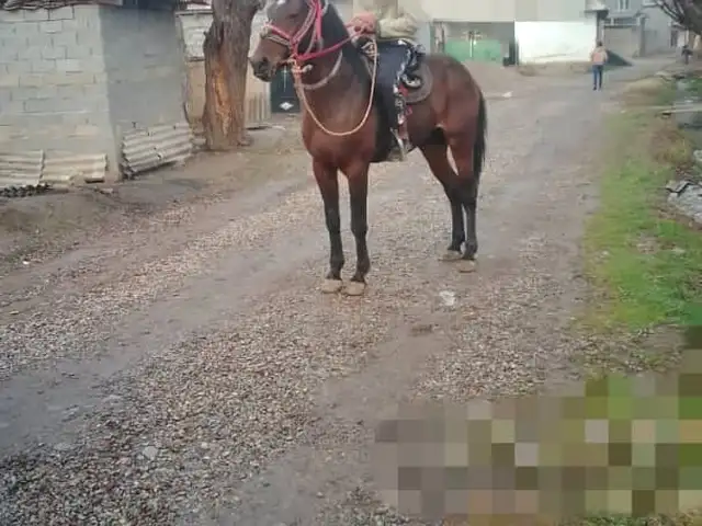 Асп, Ваҳдат