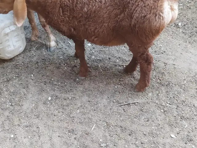 Барра, Худжанд