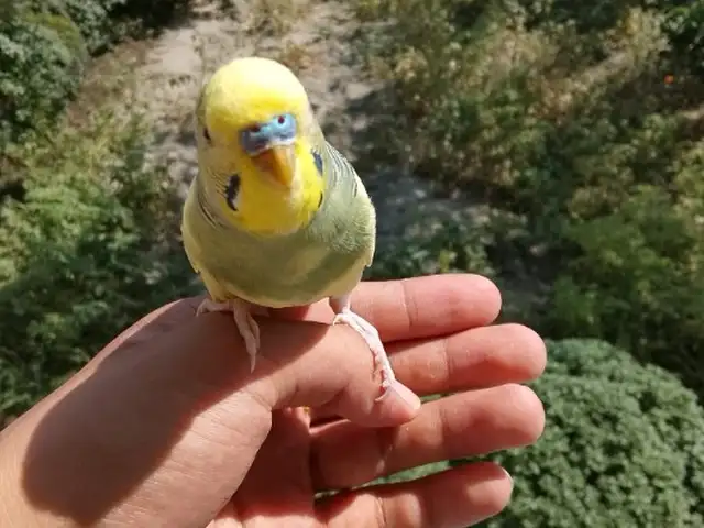 Птичка, Исфара