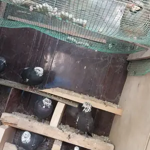 Кафтар, Душанбе