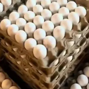 Тухм, Худжанд