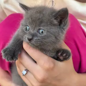 Британцы, вислоухая Котята, Канибадам