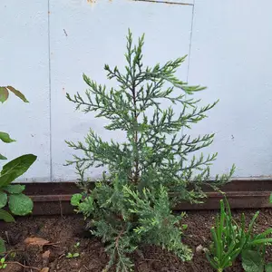 Ёлкаи хавлиги, Душанбе