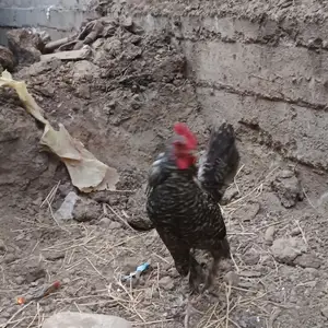 Хурузи Японка, Душанбе
