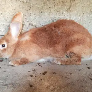 Харгушхои Бургун, Душанбе
