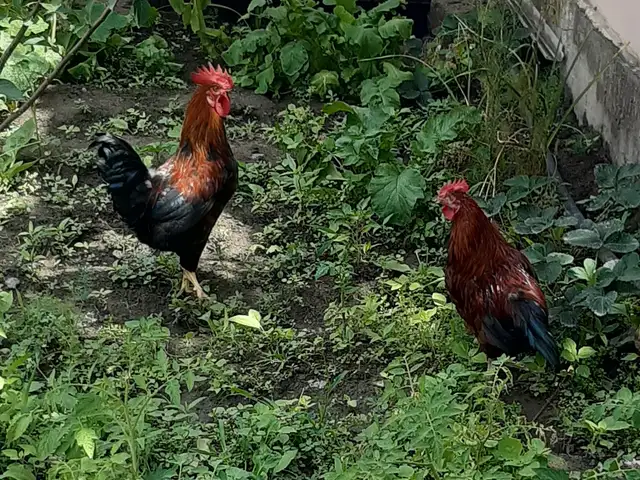 Хурус, Худжанд