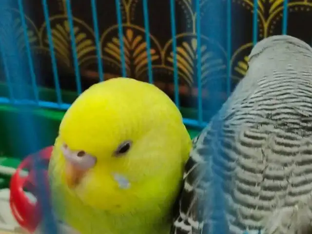 Попугай, Душанбе