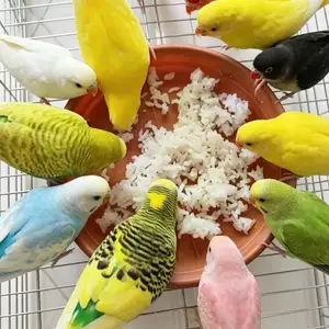 Попугай, Душанбе