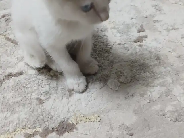 Кошка, Турсунзаде