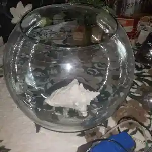 Аквариум, Душанбе