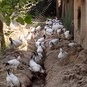 Хуруси рябушка, Вахдат