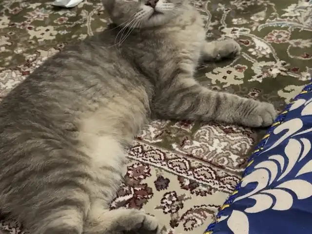 Шотландский кот, Душанбе