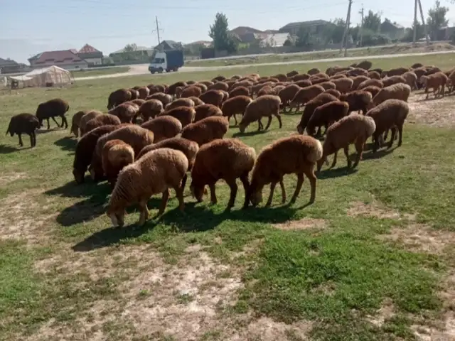 Гусфанд, Душанбе