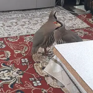 Кабк, Душанбе