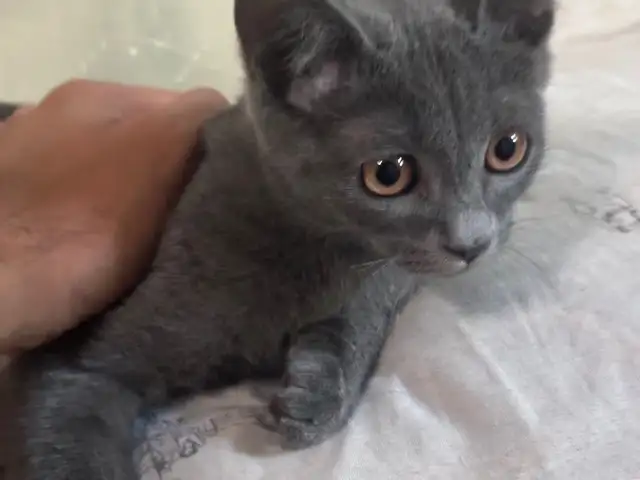 Шотландская кошка, Душанбе