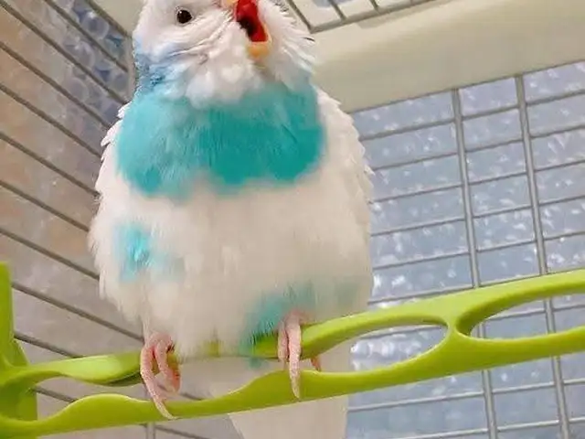 Попугай, Душанбе