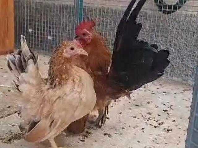 Куры японские, Хуҷанд
