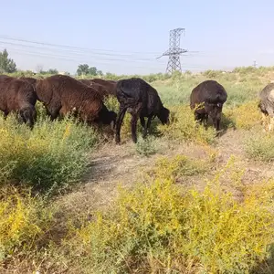 Барахои ширбоз, Душанбе