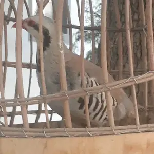 Кабк, Душанбе
